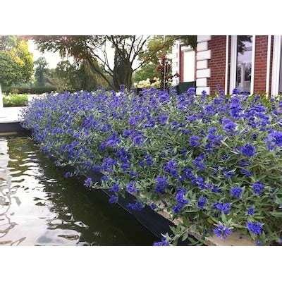 First Editions Sapphire Surf Bluebeard Blue Plants, Bulbs & Seeds at ...