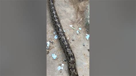 Image result for Boblb Python Snack