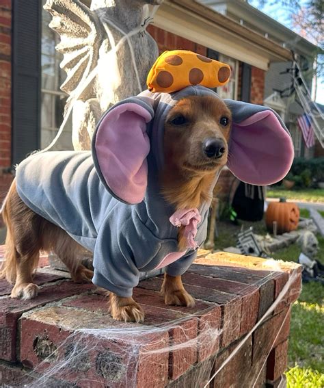 My mini Dachshund girl Slinky Halloween Costume in 2025 | Pet halloween ...