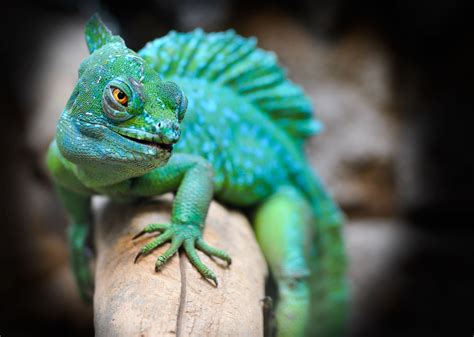 Lizard Names 220+ Best In 2020 [Cool Pet Names] - PetShoper