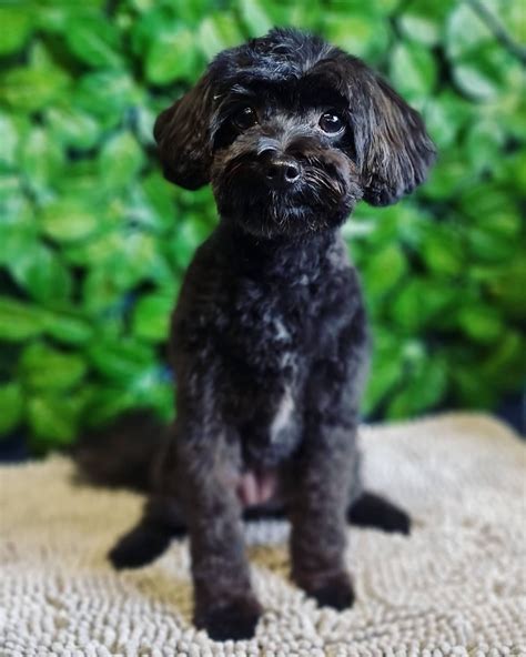 The Salty Dog Grooming and Daycare - Boyne Island QLD