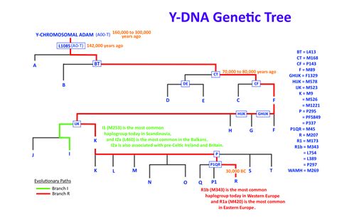 A Short Introduction to Y-DNA Haplogroups