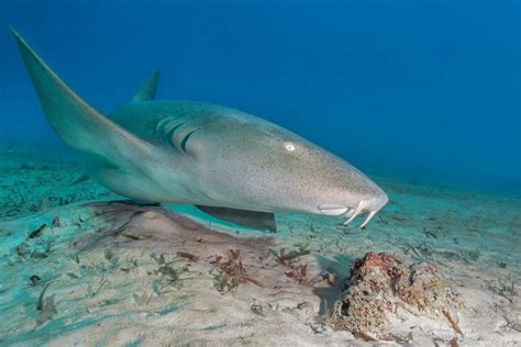 Are Nurse Sharks Dangerous?