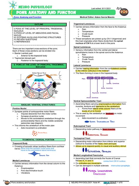 083 - Neurology Physiology] Pons Anatomy & Function | PDF | Spinal Cord ...