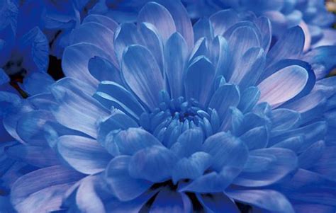 蓝色菊花特写 库存图片. 图片 包括有 充满活力, 花瓣, 唯一, 菊花, 模式, 妈咪, 中心, 颜色 - 168422167
