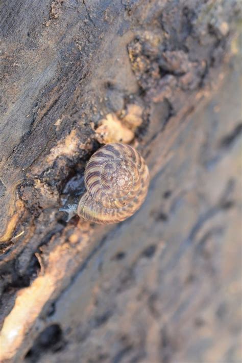 Snail Hike, Riverbend Park, Findlay, April 26 2024 | AllEvents.in