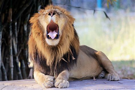 The Lion King 2019 Hyenas 的图像结果