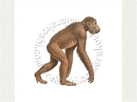 Image result for Dryopithecus