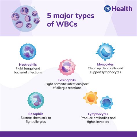 Low Lymphocytes And Eosinophils