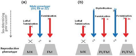 Image result for Insect Sexual Reproduction