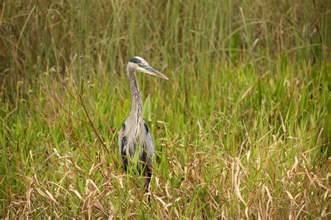 Crane vs Heron: Key Differences in These Majestic Wading Birds ...