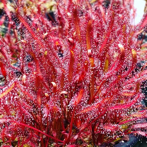 Drosera capensis "Red-Leaf" Cape Sundew