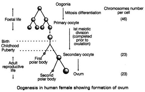 What is oogenesis? Give a brief account of oogenesis.