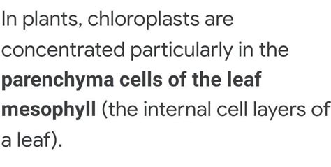 At which part of the leaf are chloroplasts present in large number ...