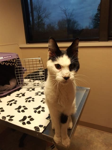 Cahill Veterinary Hospital - 27560 Cahill Rd, Flat Rock, MI 48134 ...
