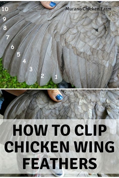 How to: trimming a chickens wing feathers (super easy!) | Backyard ...