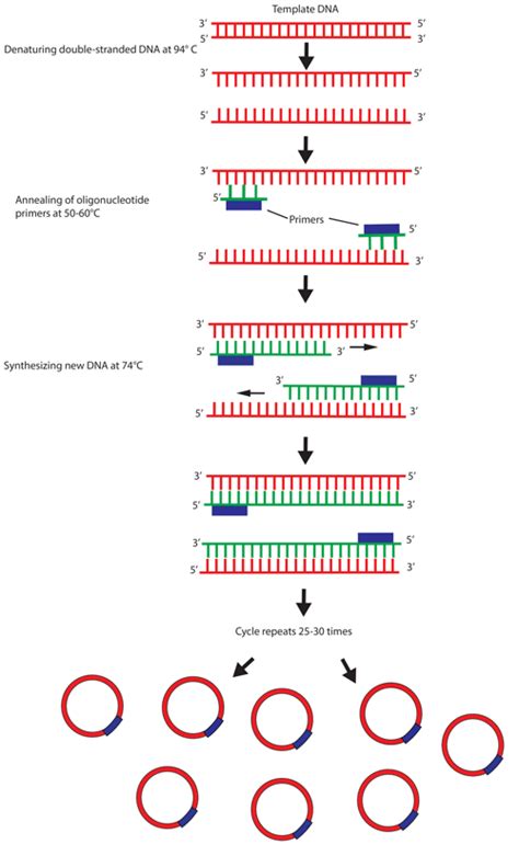 Image result for PCR Primer Example