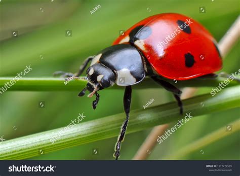 40,539 Ladybug Close Up Images, Stock Photos & Vectors | Shutterstock