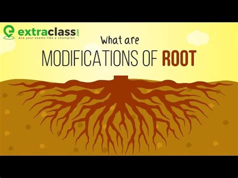 What are modifications of root? - Plants - Biology Video Lecture - NEET