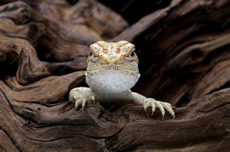 Cute Baby Bearded Dragons