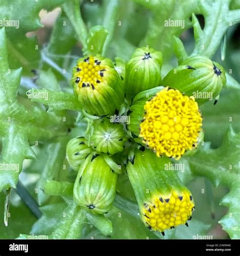 common groundsel (Senecio vulgaris Stock Photo - Alamy