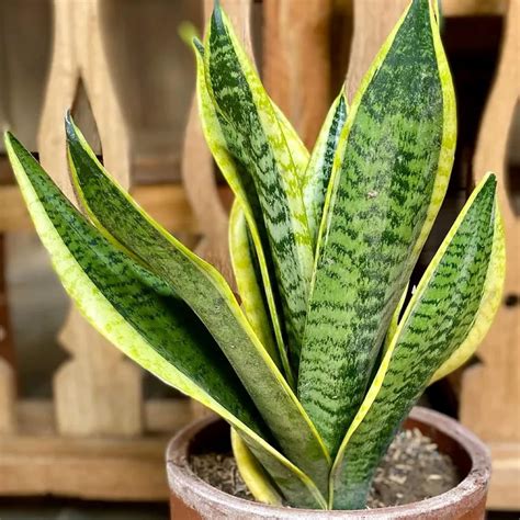 Amazon.com : CHUXAY GARDEN Sansevieria Trifasciata-Dracaena Trifasciata ...