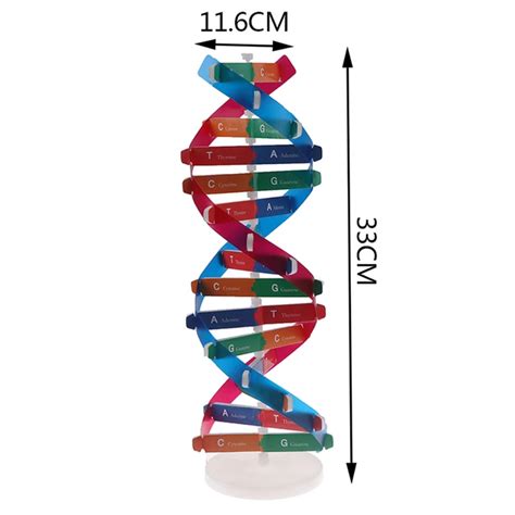 Image result for DNA Simple Homemade Model