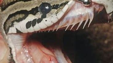Image result for Burmese Python Food Chain