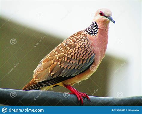 The Spotted Dove or Spilopelia Chinensis or Mountain Dove or Pearl ...