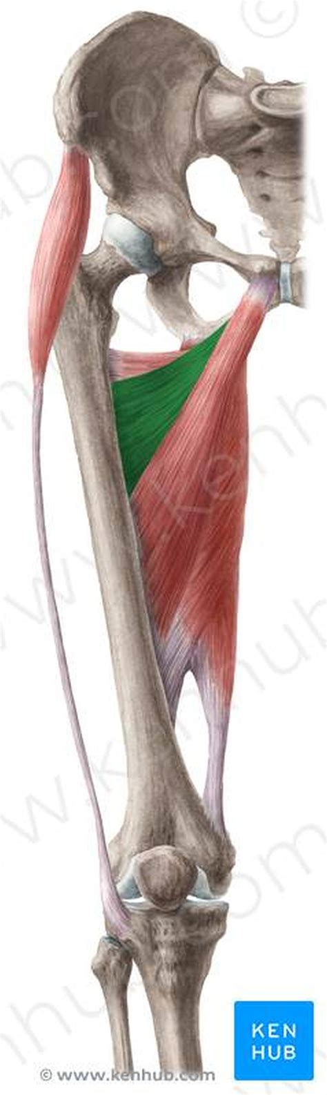 Pictures Of Adductor BrevisHealthiack