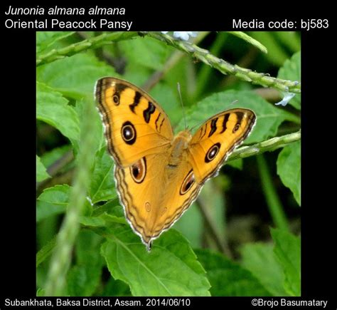 Junonia almana | Butterfly
