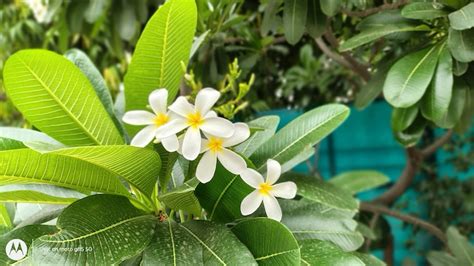 Moto G85 review: Budget-friendly smartphone but everything about it ...