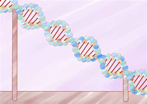 Image result for DNA Build