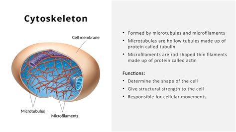 Cell Structure and Function-GRADE 7 Biology.pptx