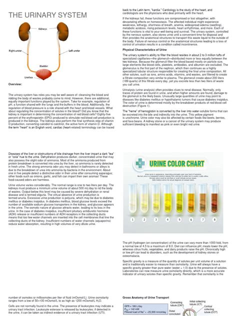 Image result for Urinary System.pdf