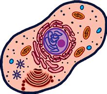 Image result for Cell Network