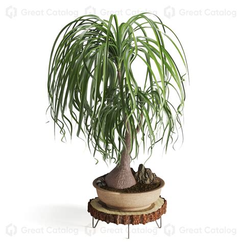 Potted Plant Indoor Beaucarnea Recurvata Set 11 3D model - GreatCatalog ...