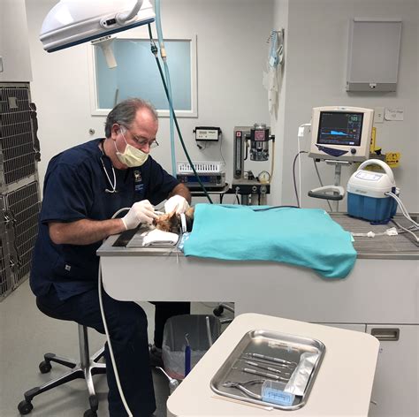 Services | Veterinarian in Smithfield, VA | Smithfield Animal Hospital