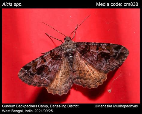 Alcis spp. Curtis, 1826 - | Moths