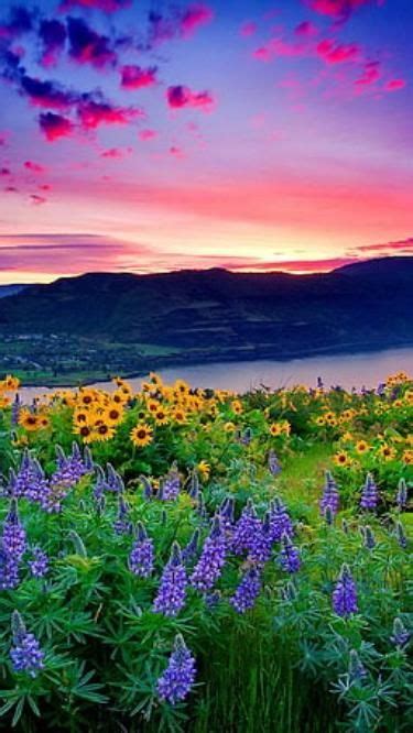 Photography in Nature 的图像结果