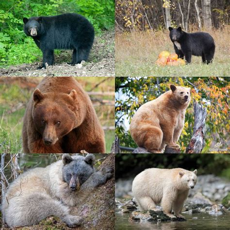 Black Bear Vs Grizzly Bear