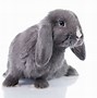 Image result for Netherland Dwarf Lop Rabbit