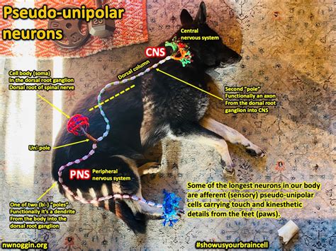 Image result for Pipe Cleaner Neuron Project