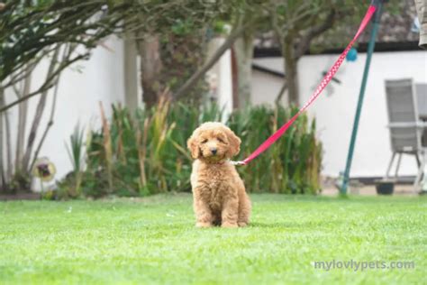Image result for Miniature Cockapoo