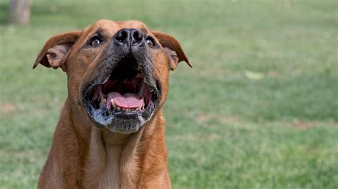 How to get a dog to stop barking at people (and how to deal with 3 ...