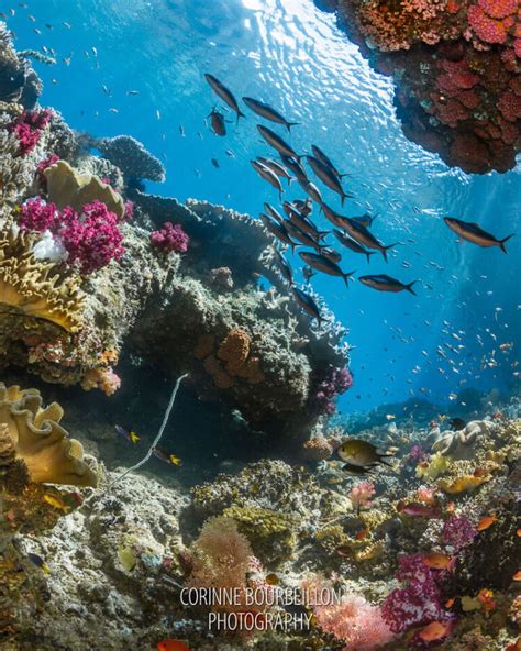 Raja Ampat World Record Dive Sites | Papua Diving