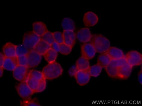 IFITM1-Specific antibody (CL594-60074) | Proteintech