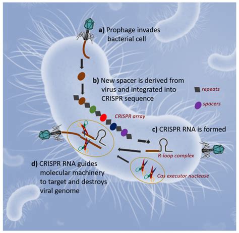 An Overview of CRISPR-Based Technologies in Wine Yeasts to Improve Wine ...