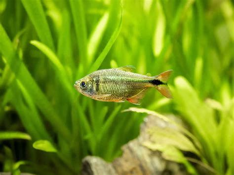 Buenos Aires Tetra: Care Guide for a Harmonious Tank