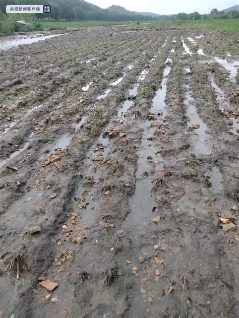 新疆喀什遭遇强对流 农作物受损-图片频道